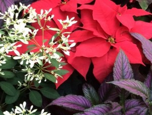 'A Few of My Favorite Things,' from Judy's Wellness Cafe Blog